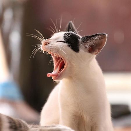 猫と断食の宿 Cat Inn Neko Kunisaki 외부 사진