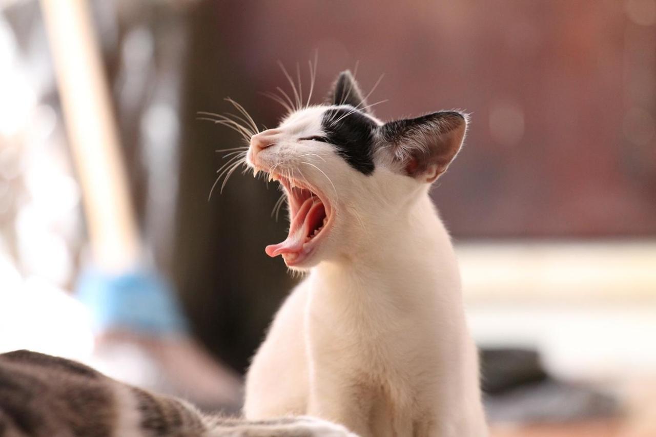 猫と断食の宿 Cat Inn Neko Kunisaki 외부 사진