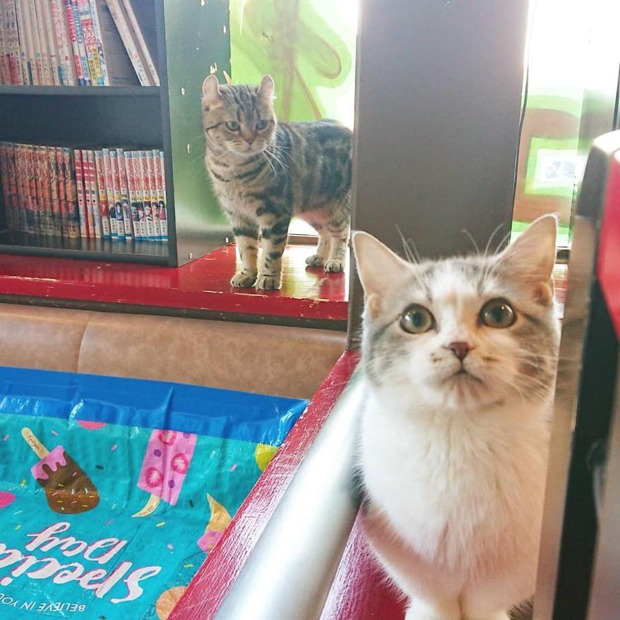 猫と断食の宿 Cat Inn Neko Kunisaki 외부 사진